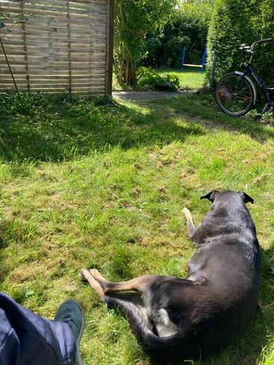 Neue Umgebung/Pachtgarten
- Hund bellt dauernd-Beitrag-Bild