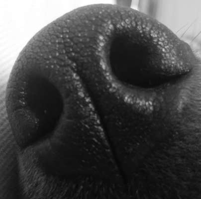 42. Handy Fotochallenge - Den richtigen Riecher haben-Beitrag-Bild