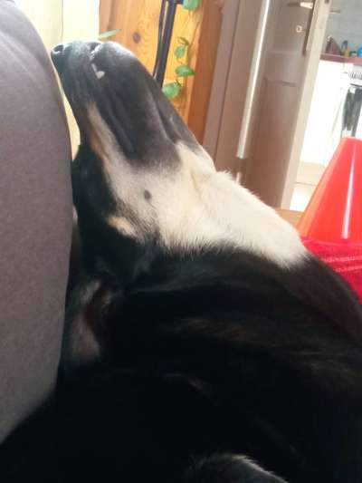 Ungewöhnliche Schlafposition - wie schlafen eure Hunde?-Beitrag-Bild