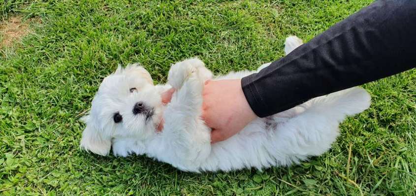 Die Dogorama Monats Challenge "Es grünt und blüht"-Beitrag-Bild