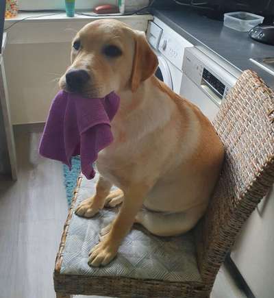 FOTOCHALLENGE: 25  Thema:  Hündische Haushaltshilfen-Beitrag-Bild