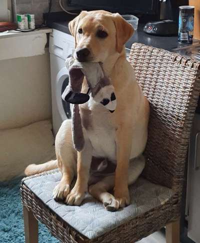 Zeig dein Hund mit seinem Lieblingsspielzeug-Beitrag-Bild