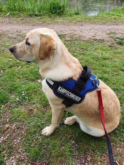 Die Dogorama Kalender Challenge Teil 1/4-Beitrag-Bild