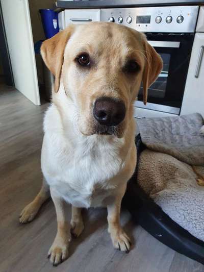 Labradorfans-Beitrag-Bild