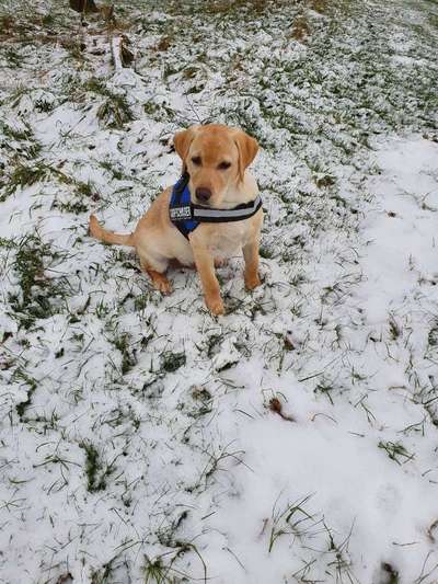 Die Dogorama Kalender Challenge Teil 2/4-Beitrag-Bild