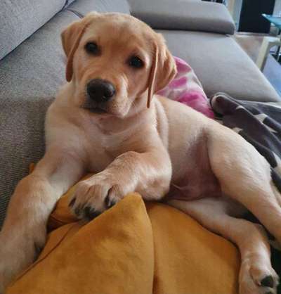 Labradorfans-Beitrag-Bild