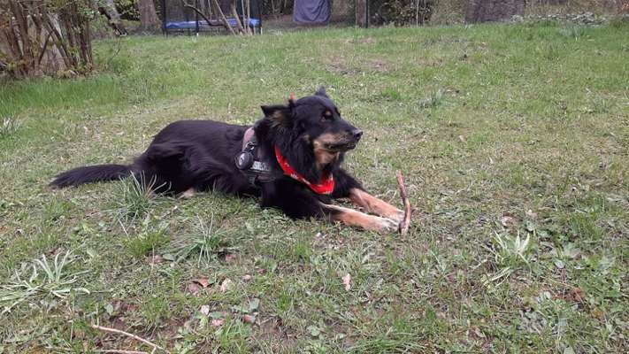 Die Dogorama Monats Challenge "Es grünt und blüht"-Beitrag-Bild