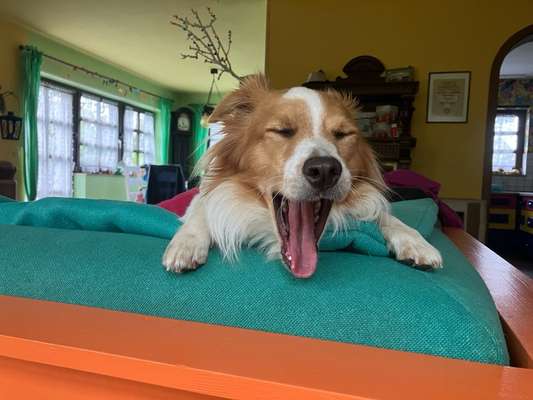 TierschutzhundeStammtisch🐕-Beitrag-Bild