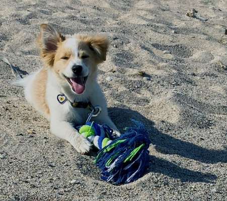 Dogorama Photo Challenge - Herzenshund-Beitrag-Bild