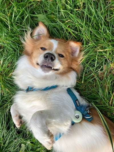 TierschutzhundeStammtisch🐕-Beitrag-Bild