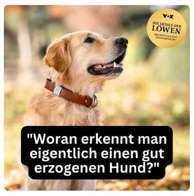 Hundehalsband mit integrierter Leine-Beitrag-Bild