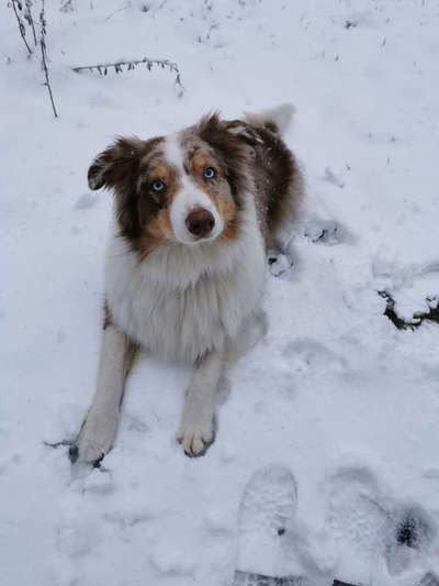 Wo sind die Aussies??-Beitrag-Bild