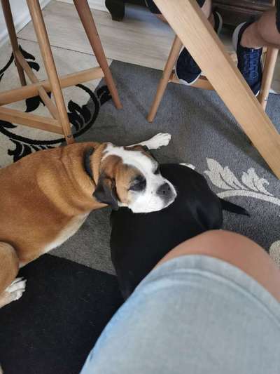 Auslandstierschutz-Beitrag-Bild