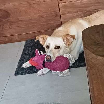 Hundetreffen-Gassirunde-Bild