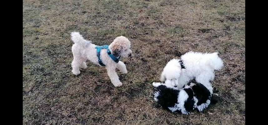 Giftköder-🐶🧸Welpenkurs - Der optimale Start✅-Bild