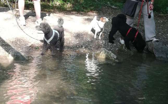 Giftköder-🐩Junghunde Kurs mit toben & balgen  😉-Bild