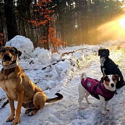 Giftköder-Social Walk im Dezember-Bild