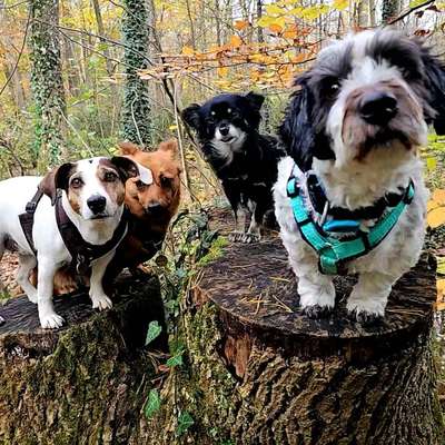 %{de_profession_title}-🐶Social Walk🌺 jeden Samstag-Bild