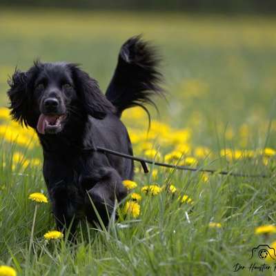 %{de_profession_title}-Locker flockig Leinenführigkeit-Bild