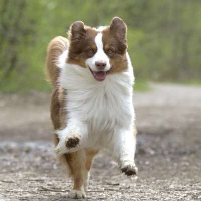 Giftköder-Rückrufspiele am Wochenende-Bild