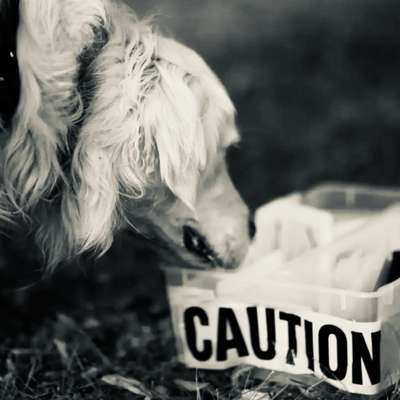 Giftköder-Krimi Walk 😱💥👀 ab 18 J.-Bild