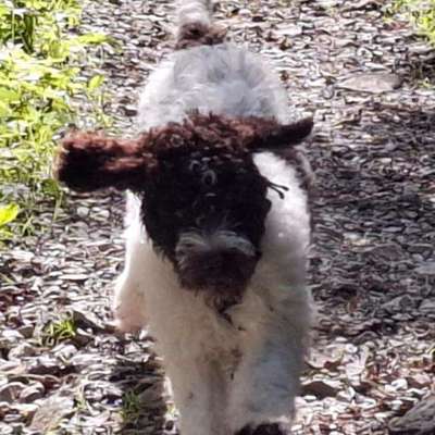 Hundetreffen-Spieltreffen