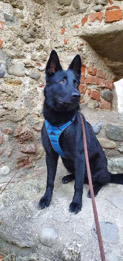 FOTOCHALLENGE 70 - Dein Hund im Auto-Beitrag-Bild