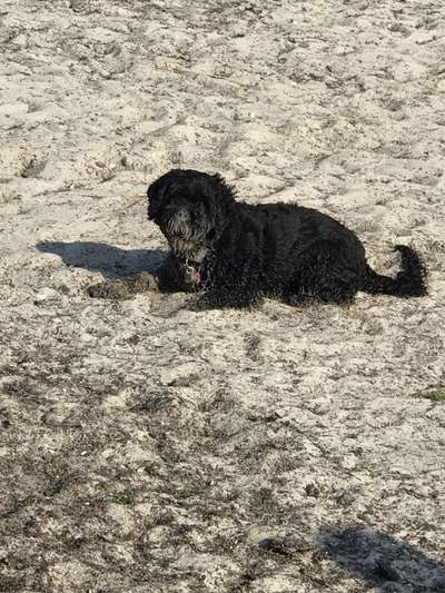 Die Dogorama Kalender Challenge 4/4-Beitrag-Bild