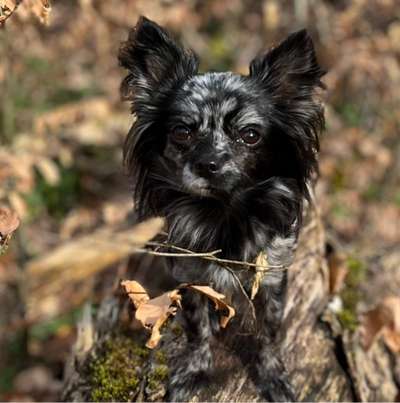 Hundetreffen-Spielerunde/Gassirunde-Bild