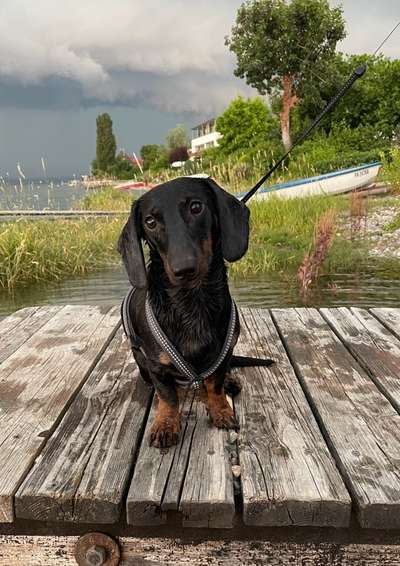 Geschirr für Dackel-Beitrag-Bild