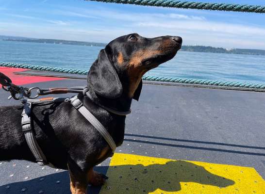 Geschirr für Dackel-Beitrag-Bild