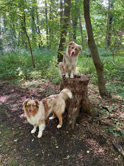 Zeigt mal die schönsten Bilder von euren Hunden !-Beitrag-Bild