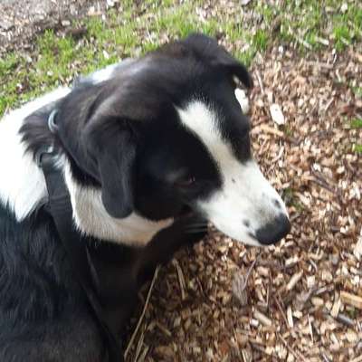 Hundetreffen-Treffen in bordesholm und Umgebung-Bild