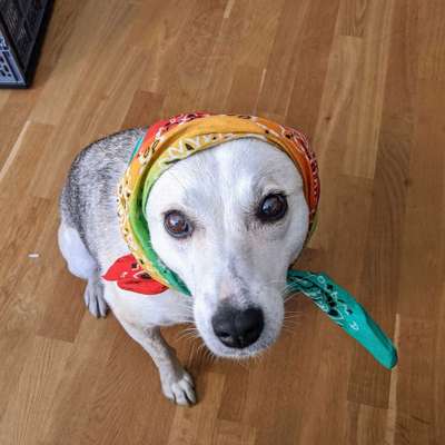 Hier ist der Spaßthread. Zum Schmunzeln und Kaputtlachen-Beitrag-Bild