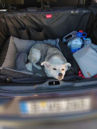 Die Dogorama Wochen Challenge-Beitrag-Bild