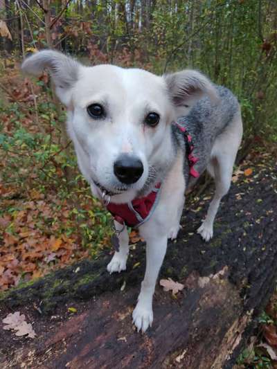 Mischlingshunde Foto Aufruf-Beitrag-Bild