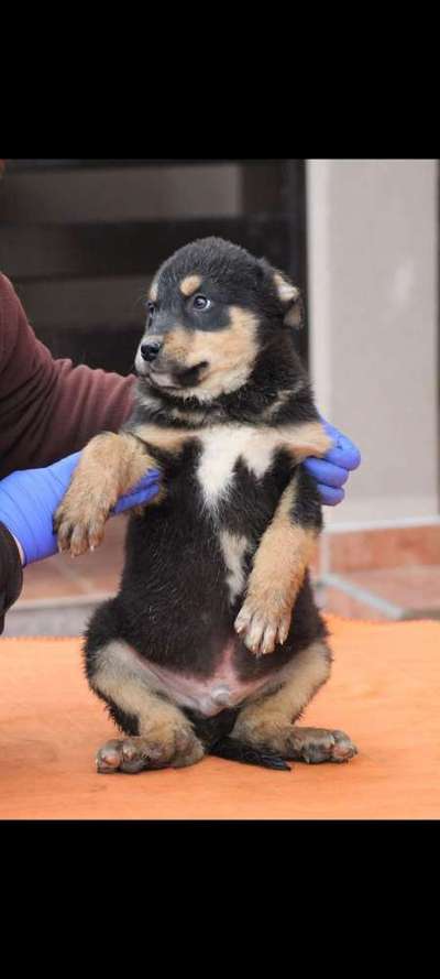 Auslandstierschutz-Beitrag-Bild