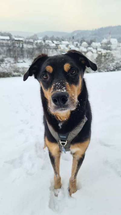 Schäferhund-Beitrag-Bild