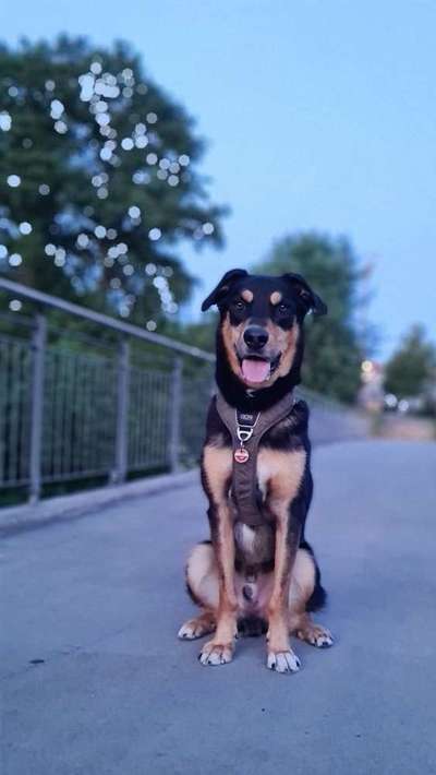 Dogorama Photo Challenge - Brücken-Beitrag-Bild