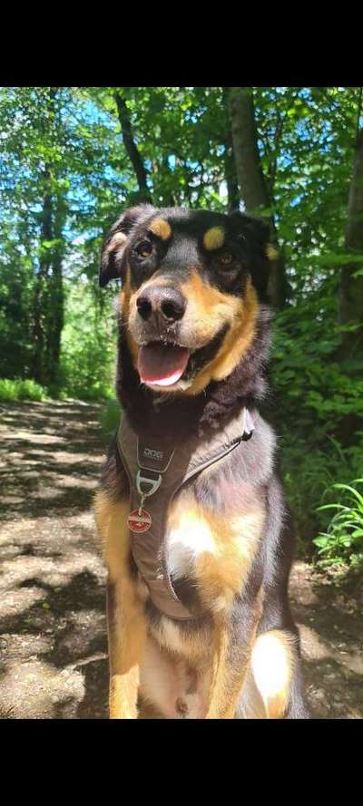 Wie heißt dein Hund?-Beitrag-Bild