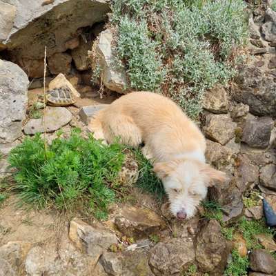 Hundetreffen-Hundebegegnung trainieren