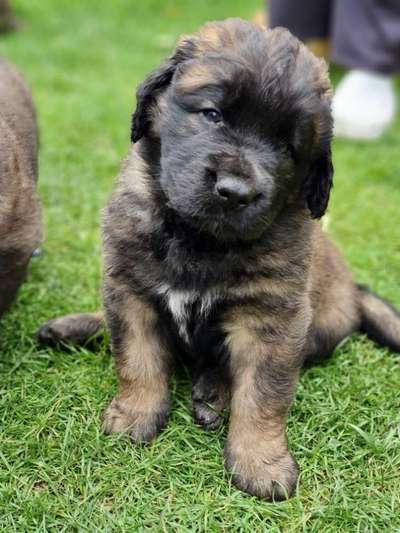 Welpen Bilder !-Beitrag-Bild