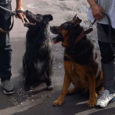 Hundetreffen-entspannter Hund zum Training Sozialverhalten in Dessau-Alten gesucht-Bild