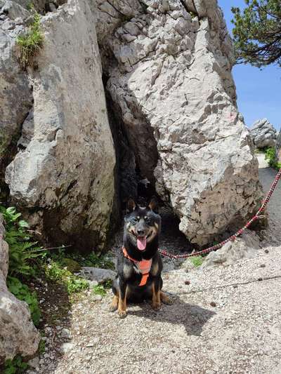 Hundetreffen-Schüchterner Shiba sucht Freunde zum sozialisieren-Bild