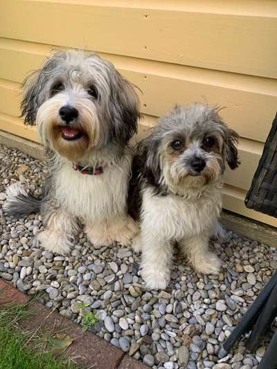 Die Dogorama Wochen Challenge "Friends will be Friends"-Beitrag-Bild