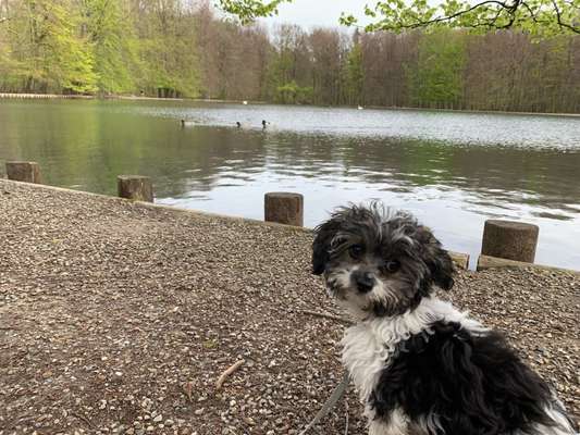 Dogorama-Monats-Challenge-Mai "Wasser"-Beitrag-Bild