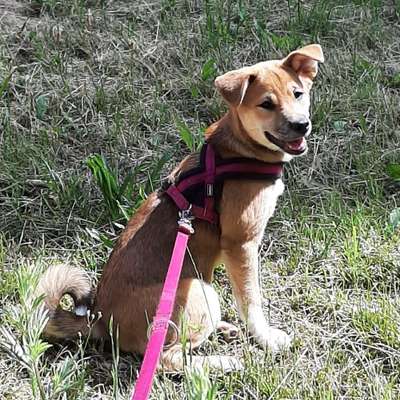 Hundetreffen-Spielen, toben, Trainieren, austauschen-Bild