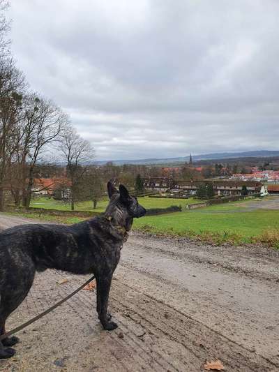 Hundetreffen-Biete Hundesitting/ Gassiservice-Bild