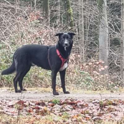 Wie kamst du zu deinem Hund?-Beitrag-Bild