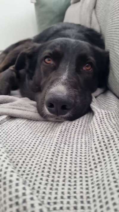 Wie kamst du zu deinem Hund?-Beitrag-Bild